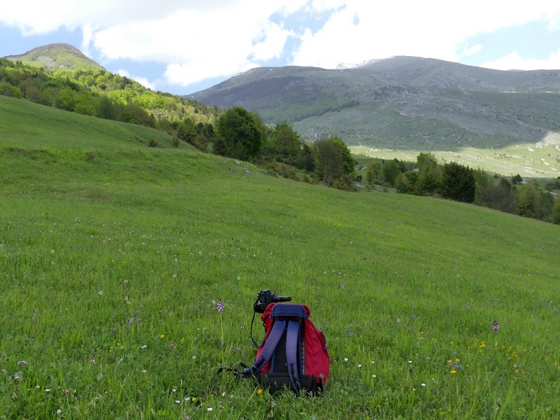 Prima fioritura di orchidee a Palena nel Parco Nazionale della Majella - maggio 2022.